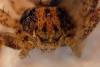 Philodromus sp.
